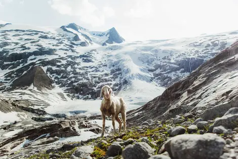 Schaf steht am Gletscherweg zum Großvenediger