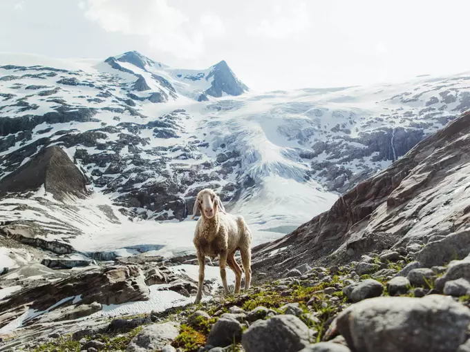 Schaf steht am Gletscherweg zum Großvenediger