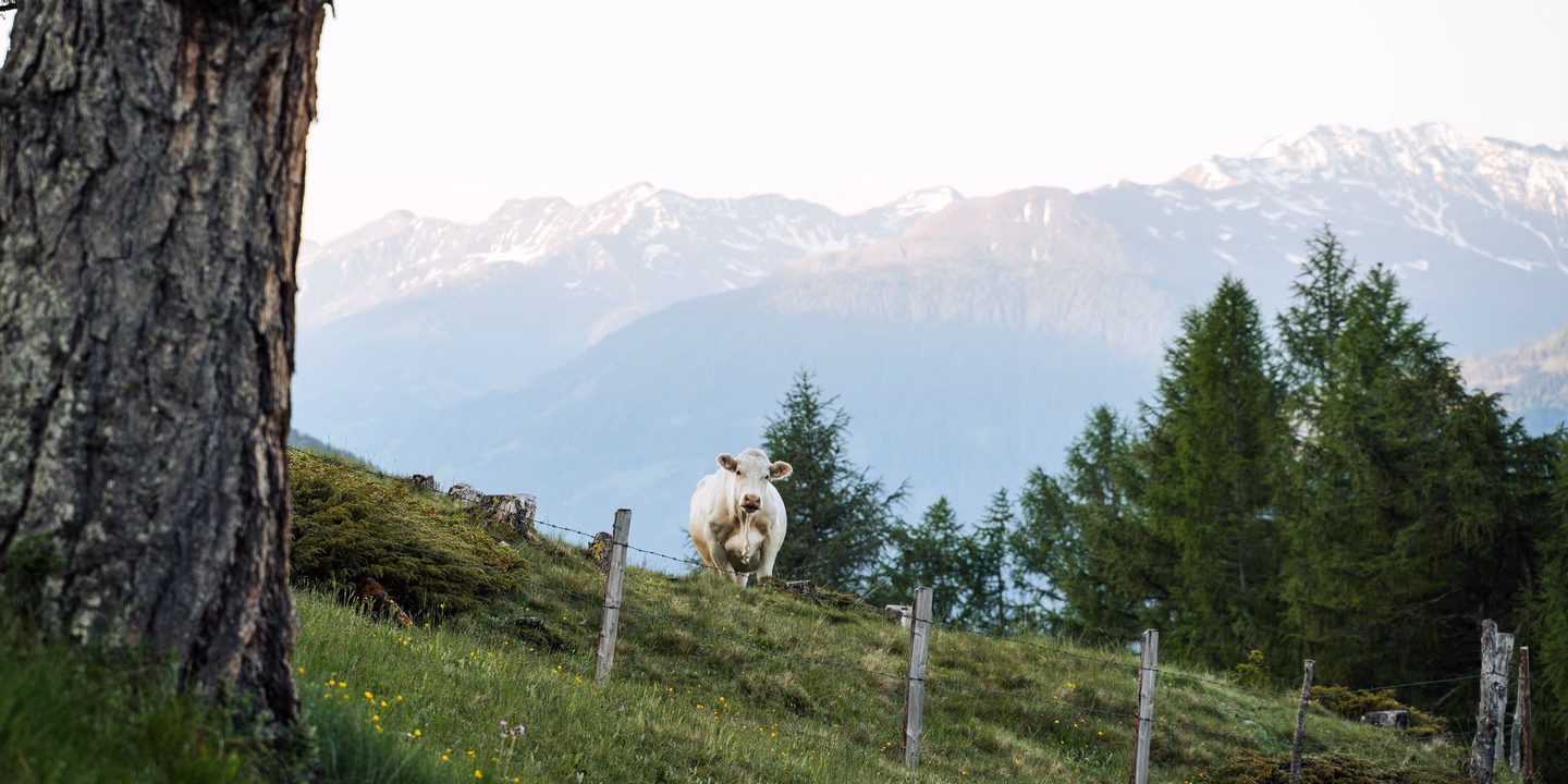 Eine helle Kuh steht auf einer Bergwiese vor einem Gebirgspanorama beim Naturhotel Outside in Matrei in Osttirol.