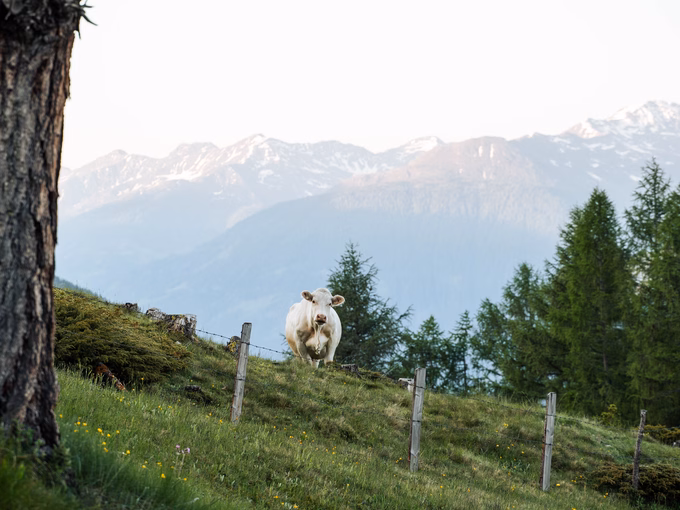 Eine helle Kuh steht auf einer Bergwiese vor einem Gebirgspanorama beim Naturhotel Outside in Matrei in Osttirol.